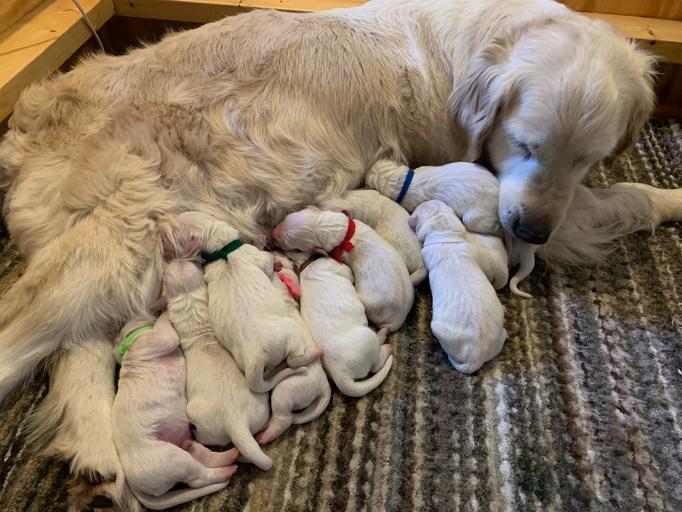 Golden Retriever Puppies in Wisconsin